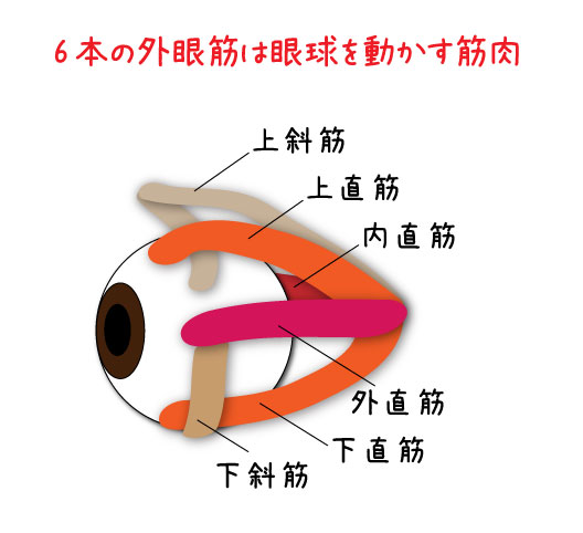 眼球と筋肉