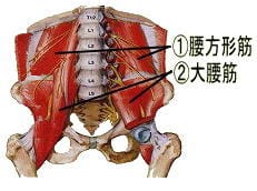 腰痛・ぎっくり腰を起こす筋肉