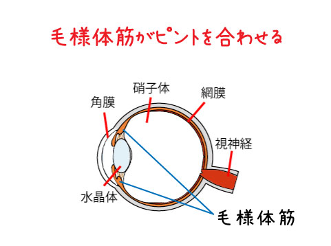 毛様体筋と鍼灸