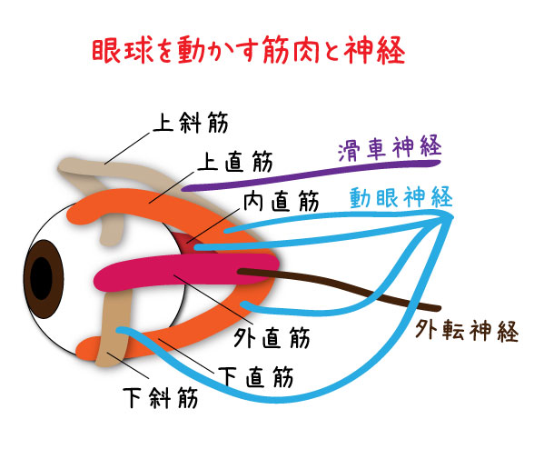 眼球と筋肉