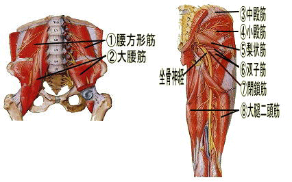 坐骨神経痛を起こす筋肉