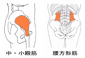 中殿筋、小殿筋、腰方形筋