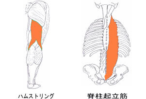 ハムストリング