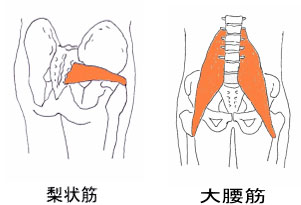 梨状筋、大腰筋