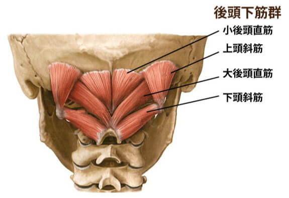 後頭下筋群とは