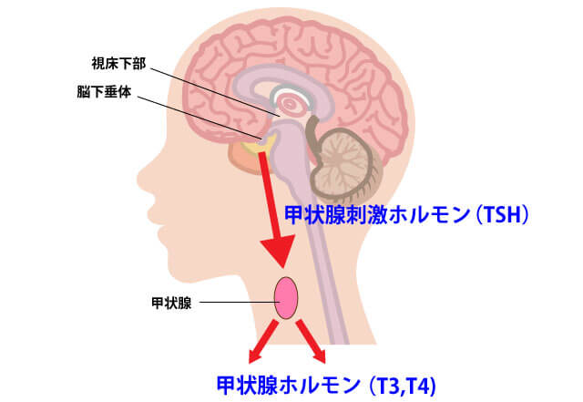 甲状腺ホルモン