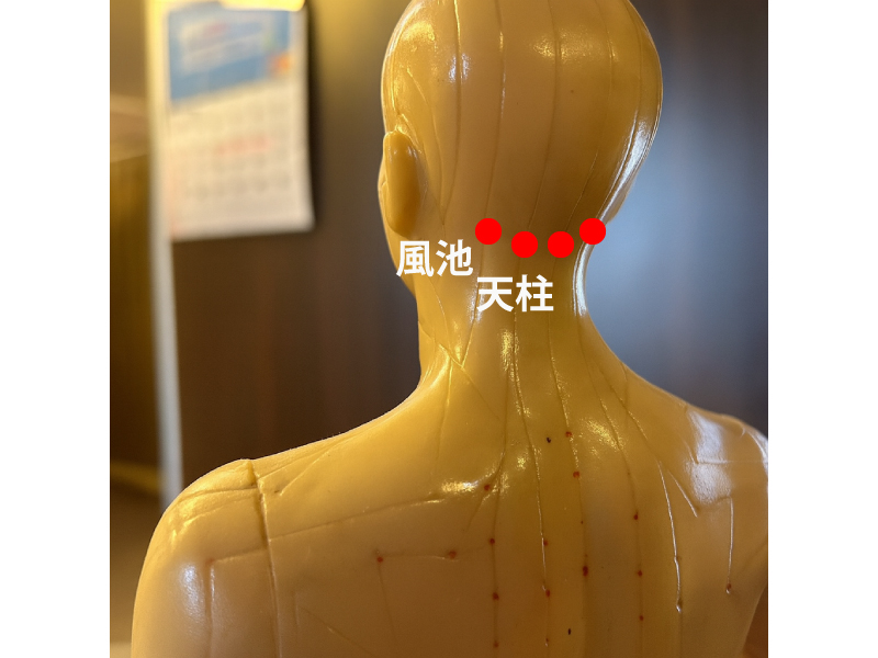 風池・天柱