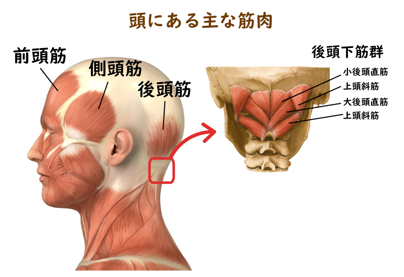 頭の筋肉(前頭筋、側頭筋、後頭筋、後頭下筋群)