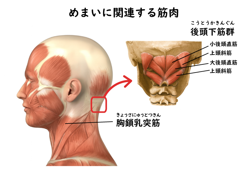 めまいに関連する筋肉（胸鎖乳突筋と後頭下筋群）