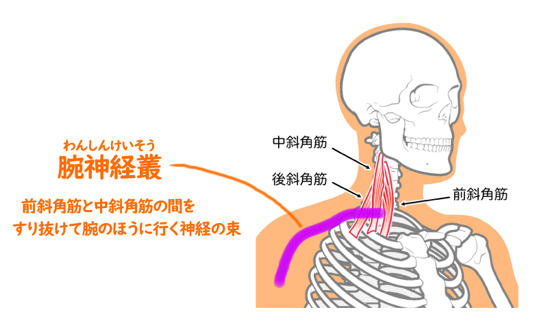 腕神経叢のイメージ