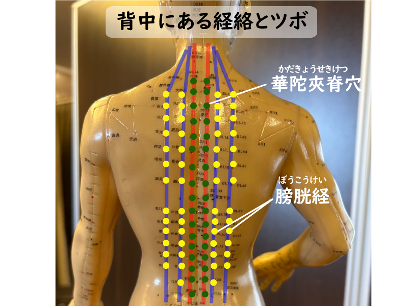 背中の経絡とツボ