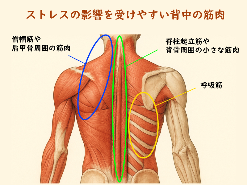 ストレスの影響を受けやすい背中の筋肉