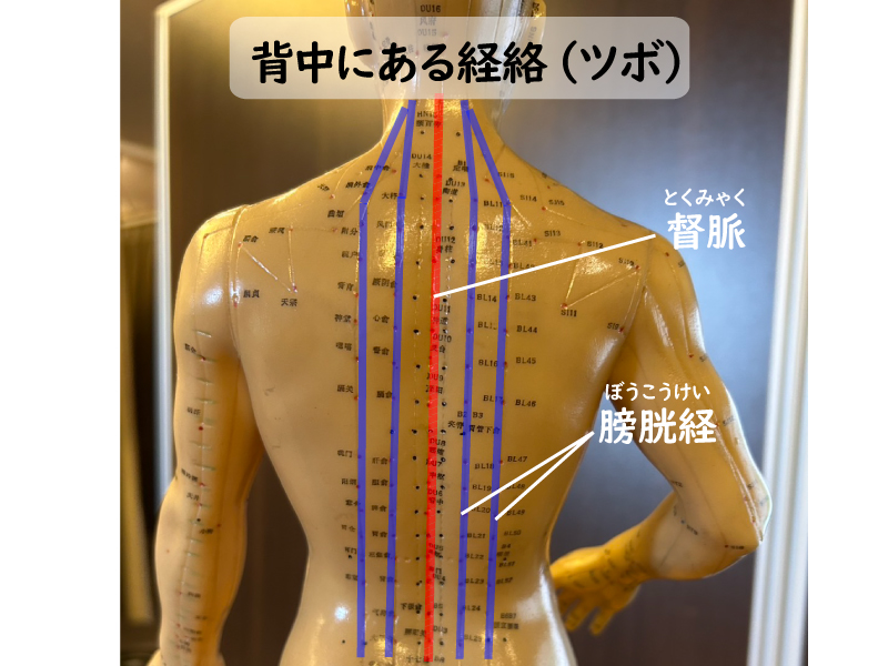 背中の経絡(ツボ)