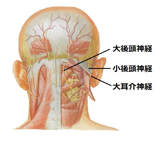 後頭神経痛の原因となる筋肉と神経 福岡市天神の美容鍼灸院