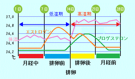 基礎体温の変化