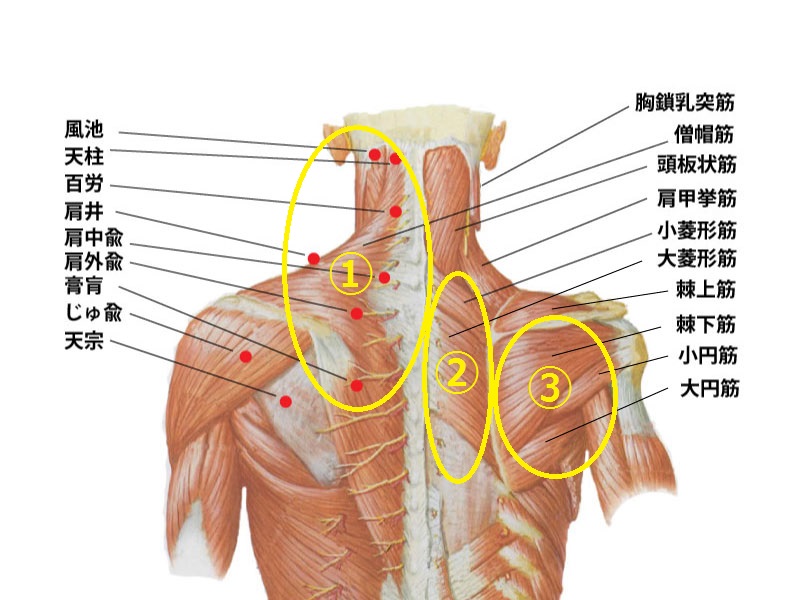 場所別 肩こりに効くツボ 福岡市天神の美容鍼灸院