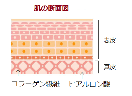 肌の断面図