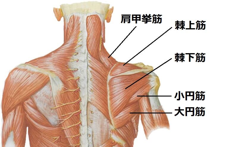 痛 脇の下 筋肉 脇の下が痛い！脇の下の痛みはリンパが原因かも？対処法を徹底解説