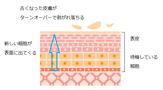 お顔の毛穴が目立つ3つの原因 福岡市天神の美容鍼灸院 お顔の毛穴が目立つ3つの原因 福岡市天神の美容鍼灸院
