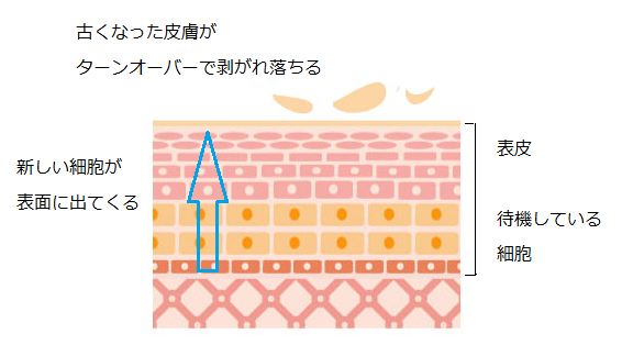 肌のターンオーバー